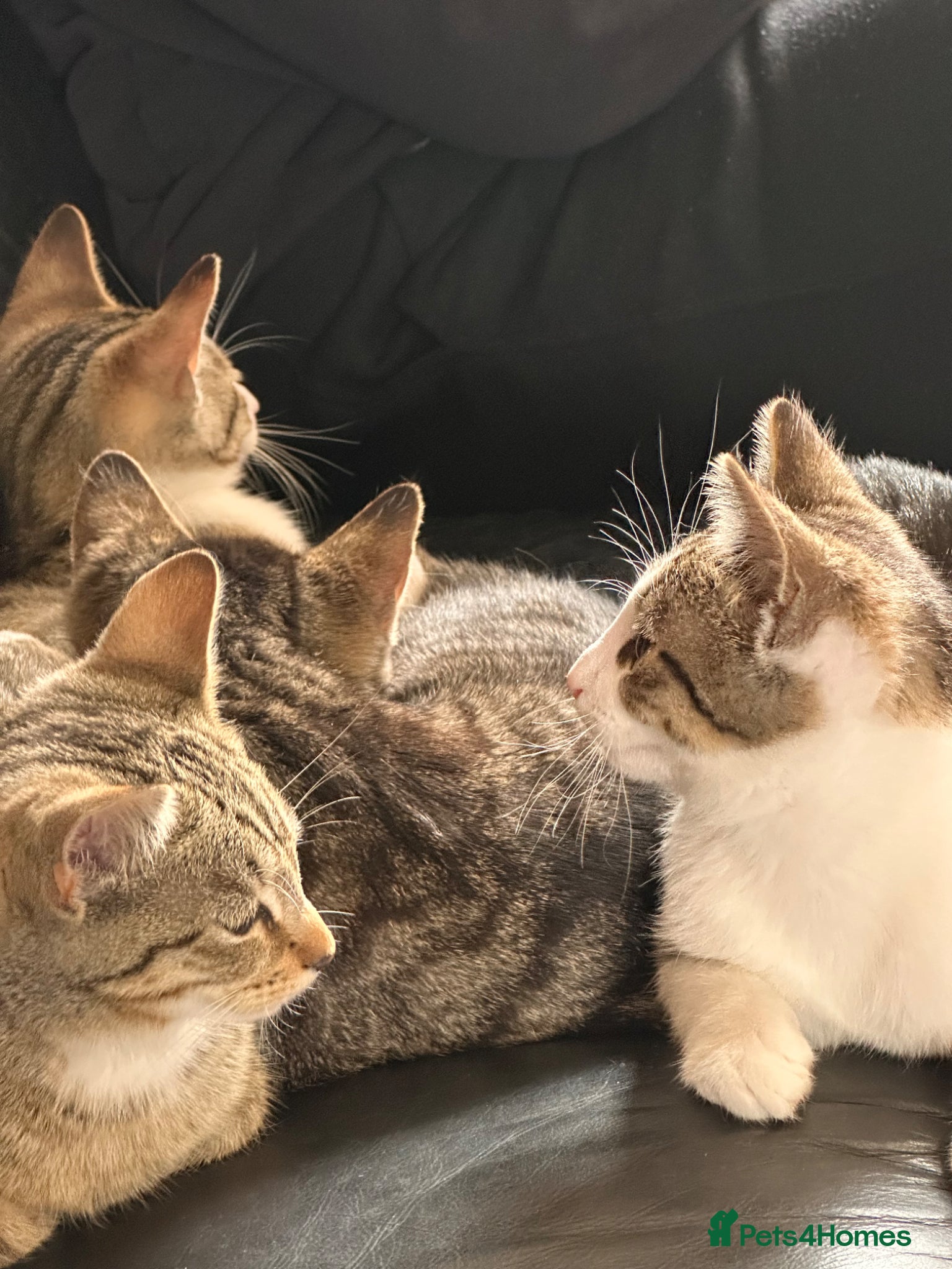 Mixed Breed cats 4 Beautiful kittens for sale - Advert 5