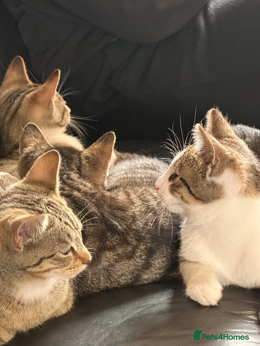 Mixed Breed cats for sale: 4 Beautiful kittens for sale - Advert 1
