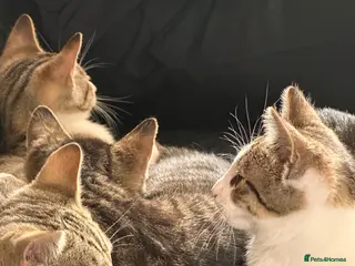 Mixed Breed cats 4 Beautiful kittens for sale - Advert 5