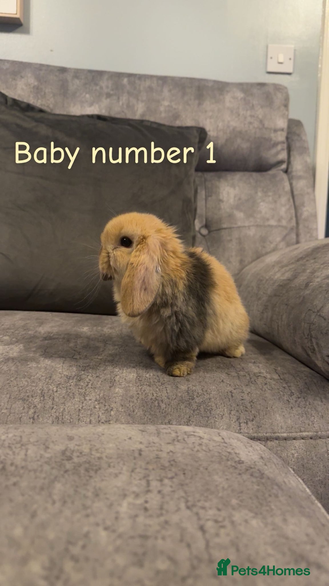 Mini Lop rabbits Pure bred mini lops🐇 - Advert 1