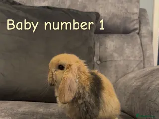 Mini Lop rabbits Pure bred mini lops🐇 - Advert 8