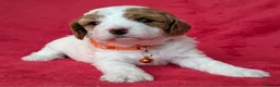Cavapoo dogs for sale: Adorable Cavapoo Puppies From Licensed Breeder - Advert 26