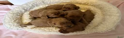 Cockapoo dogs for sale: Gorgeous F1 PRA clear Toy Cockapoo puppies - Advert 34