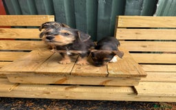 Jack Russell dogs for sale: Jack Russell puppies  - Image 2