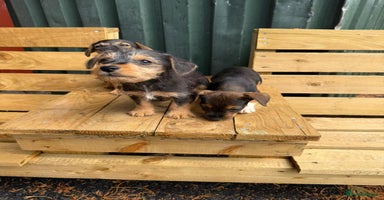Jack Russell dogs - Advert 15
