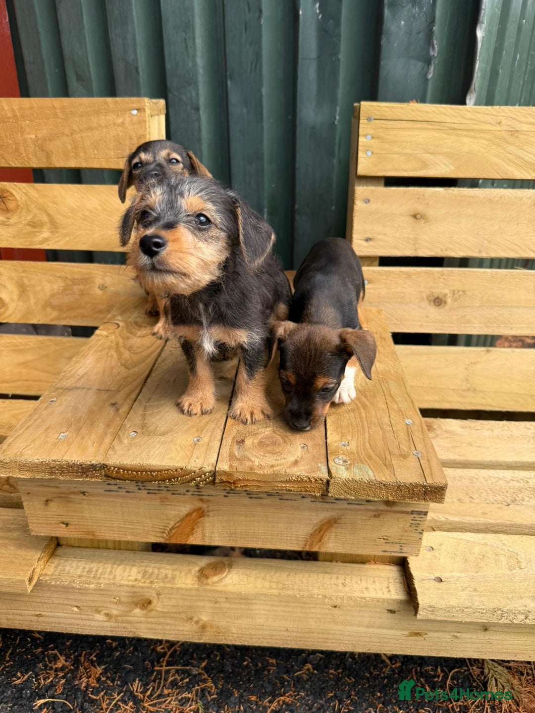 Jack Russell dogs for sale: Jack Russell puppies  - Image 2