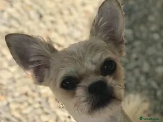 Mixed Breed dogs Hi im Archie - Advert 1