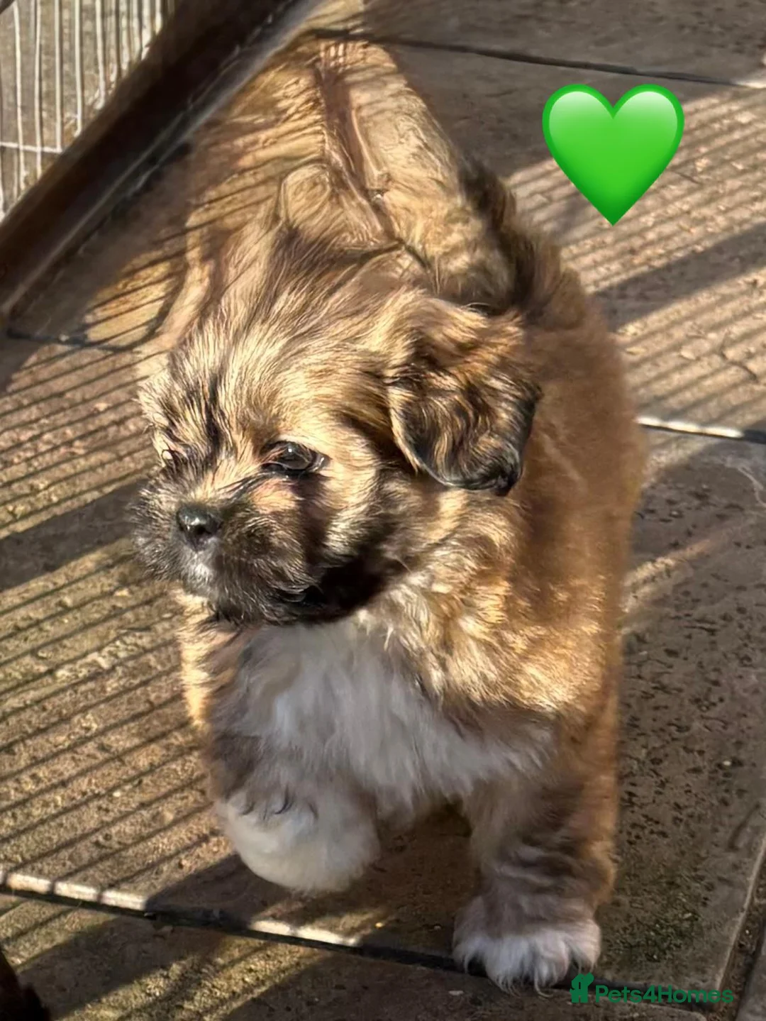 Lhasa Apso dogs for sale: Seven Beautiful RKC reg. Pups GPRA Clear in Wisbech - Advert 14