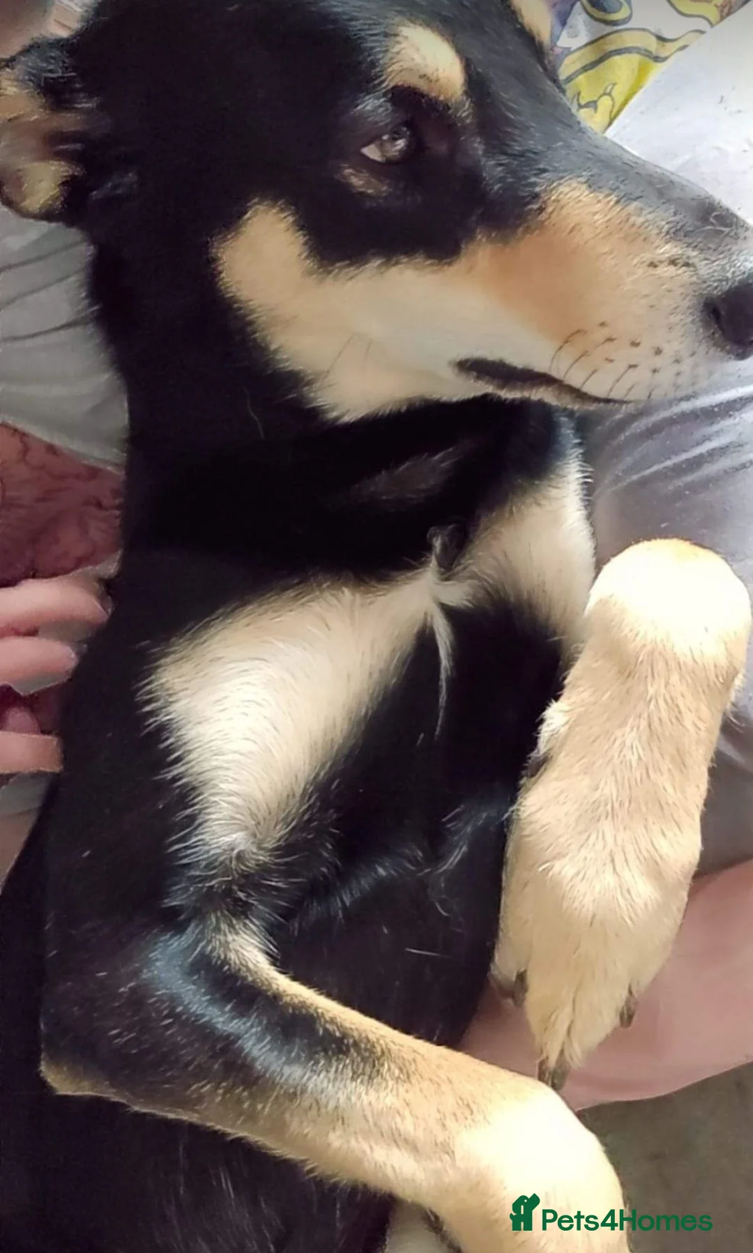 Mixed Breed dogs for sale: Husky x Bedlingto. Whippet - Advert 2
