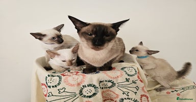 Siamese cats - Advert 17