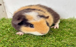 Guinea Pig rodents for sale: Super calm and friendly female guinea pigs  - Image 29