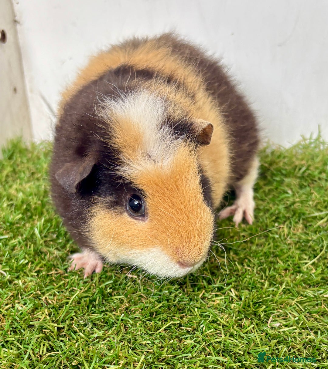 Guinea Pig rodents for sale: Super calm and friendly female guinea pigs  - Image 29