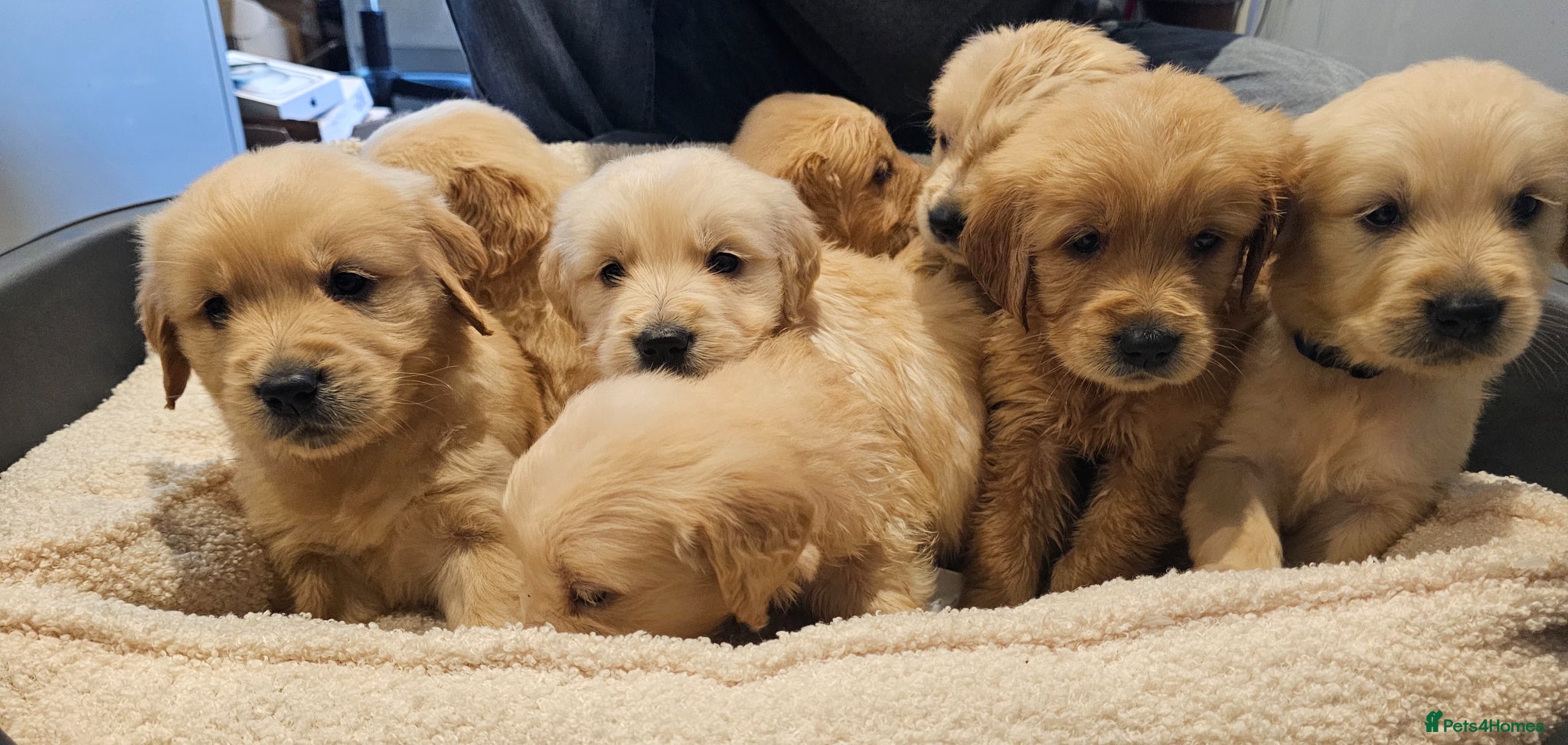 Golden Retriever dogs Golden retriever champion bloodline puppies. - Advert 2