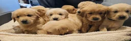 Golden Retriever dogs for sale: Golden retriever champion bloodline puppies. - Advert 5