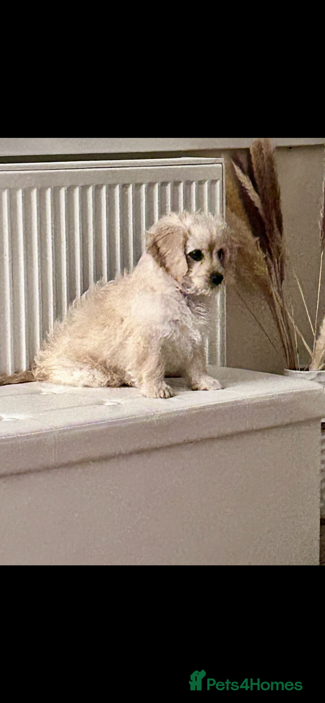 Cavapoochon dogs for sale: Male CavapoochonPuppy - Advert 4