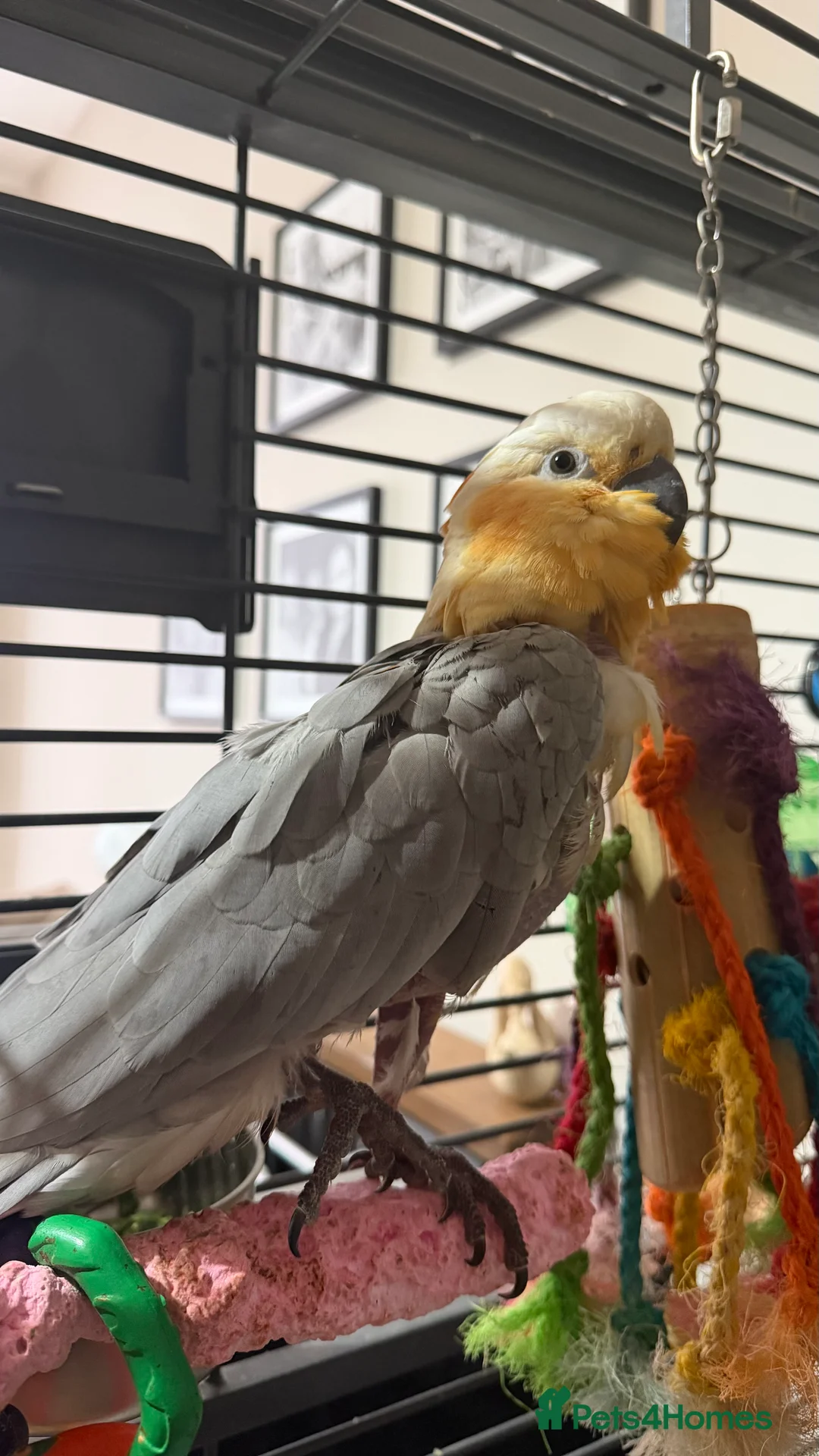 Cockatoo birds for sale: Cockatoo/gala mix - Advert 4