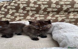 British Shorthair cats for sale: British Shorthair x Ragdoll kittens  - Image 1