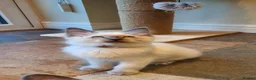 Ragdoll cats for sale: 💕Beautiful GCCF Registered Ragdoll Kittens. - Advert 32