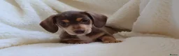 Miniature Dachshund dogs for sale: Miniature Dachshund  - Advert 6