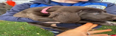 German Shorthaired Pointer 7