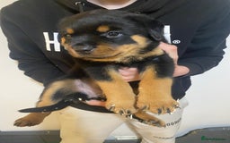 Rottweiler dogs for sale: Rottweiler Puppy 2 - KC Champion blood lines Rottweiler puppies  - Image 16