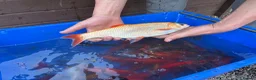 Koi Carp fish for sale: Pond closure  in West Bromwich - Advert 27