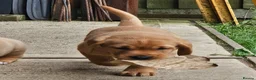 Labrador Retriever dogs for sale: KC REG BEAUTIFUL CHUNKY FOX RED LABRADOR PUPPIES in Wisbech - Advert 5