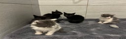 Mixed Breed cats for sale: Five beautiful girls looking for homes  - Advert 6