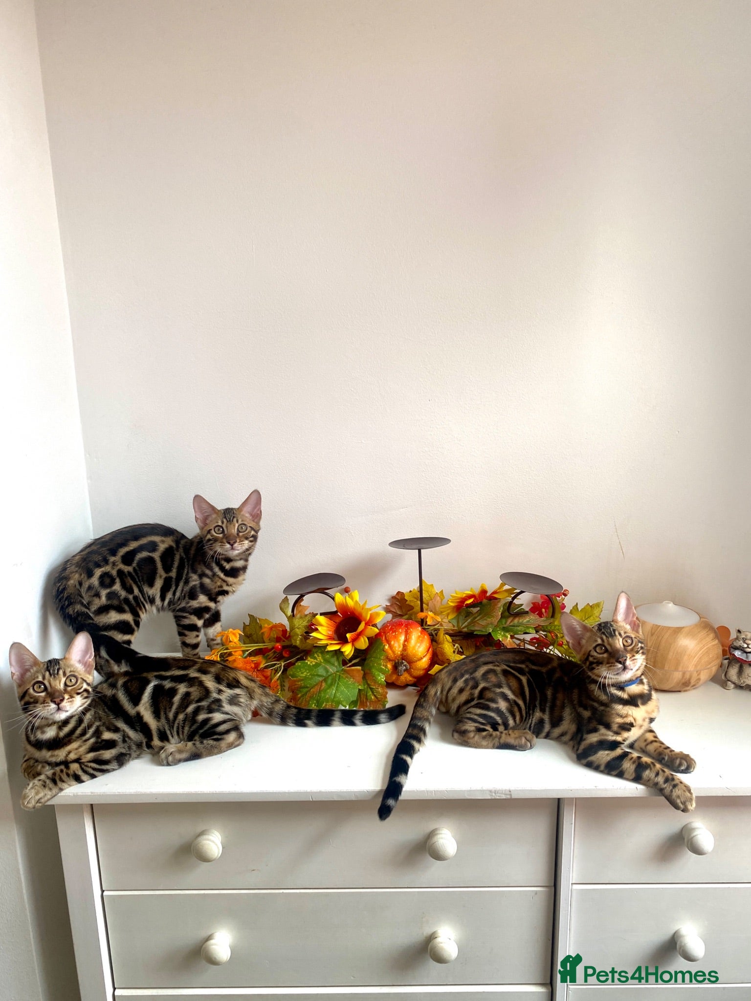 Bengal cats ✨✨ TICA registered Bengal BOYS😻😻😻 - Advert 1