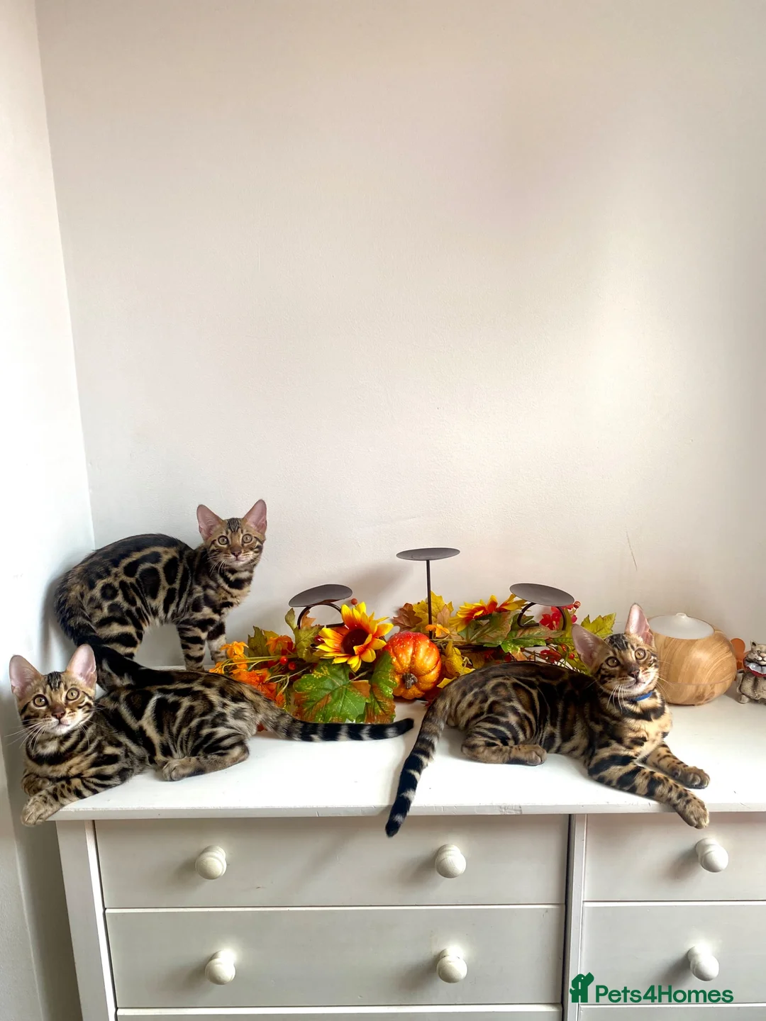 Bengal cats for sale: ✨✨ TICA registered Bengal BOYS😻😻😻 - Advert 1