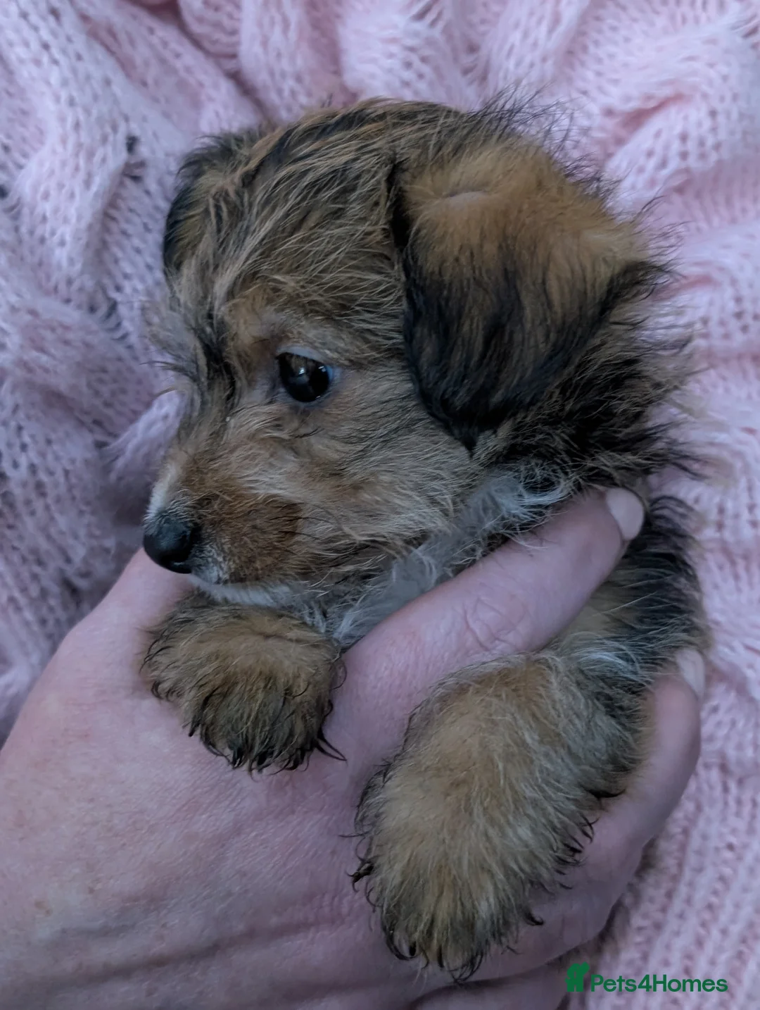 Jackapoo dogs for sale: Beautiful Jackapoo puppies  - Advert 9