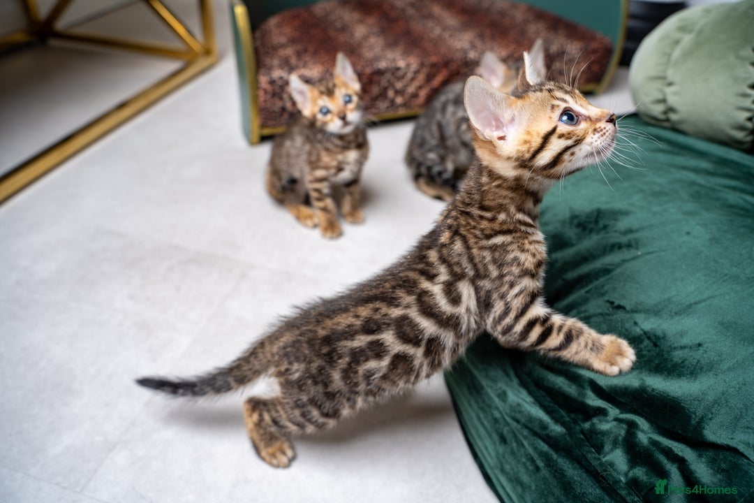 Bengal cats for sale: TICA-Certified Bengal Kittens, Show Quality - Image 3