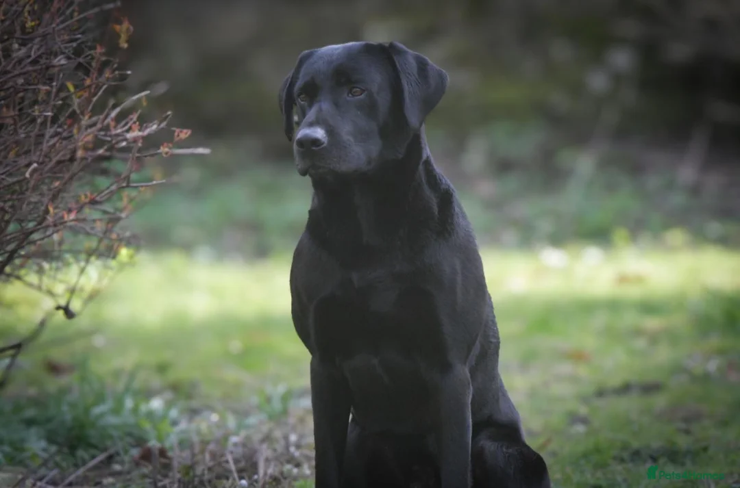Labrador Retriever dogs for stud: Black labrador stud- FULLY HEALTH TESTED in Leyburn - Advert 22