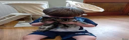 British Shorthair cats for sale: Beautiful mackerel tabby kittens in Stockbridge - Advert 15