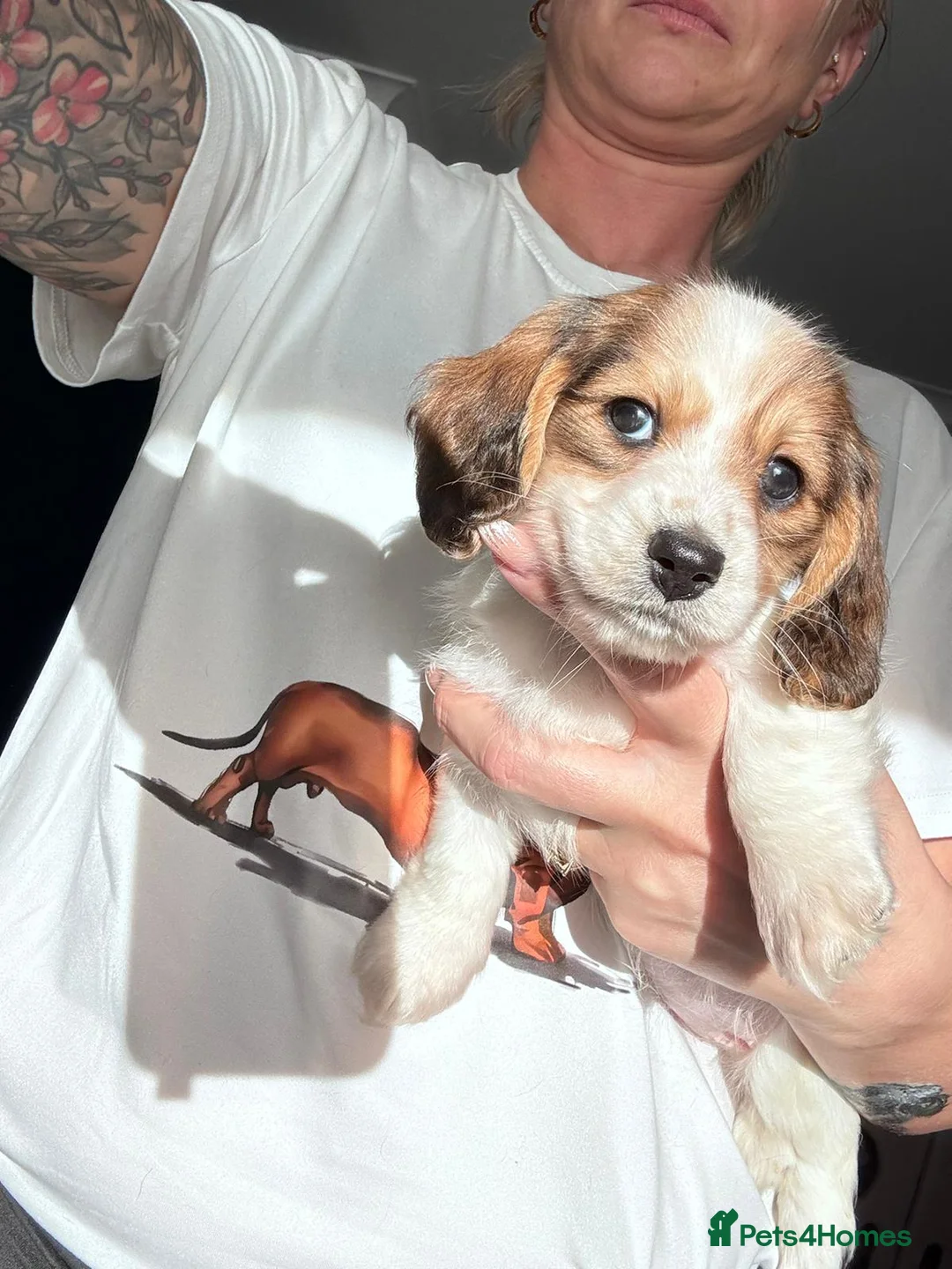 Miniature Dachshund dogs for sale: Long Haired Miniature Dachshund Puppies for Sale - Advert 4