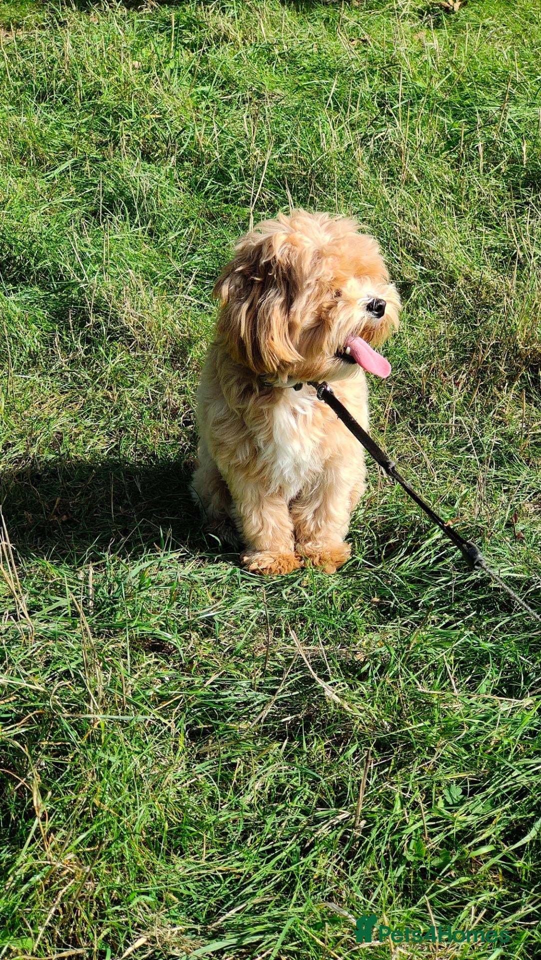 Maltipoo dogs F1 Asian Maltipoo puppies  - Advert 5