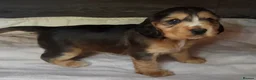 Sprocker dogs for sale: Sprocker x Cocker Spaniel - Advert 10
