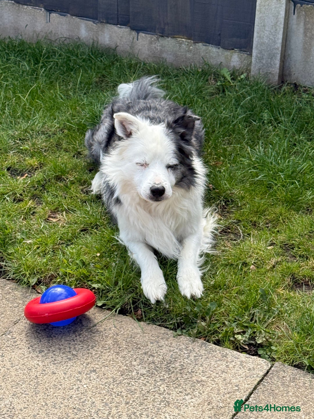 Border Collie dogs for stud: FOR STUD Blue Merle border collie  - Image 3