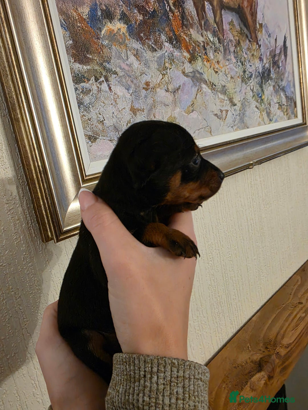 Miniature Pinscher dogs for sale: 5 beautiful miniature pincher pups - Advert 12