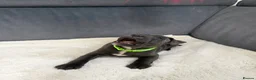 Staffordshire Bull Terrier dogs for sale: Blue Staffordshire bull terriers  - Advert 7