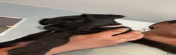 Patterdale Terrier dogs for sale: Small Patter-dale puppies ready now  - Advert 6