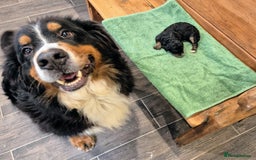 Bernedoodle dogs for sale: F1 Bernedoodle - Image 3