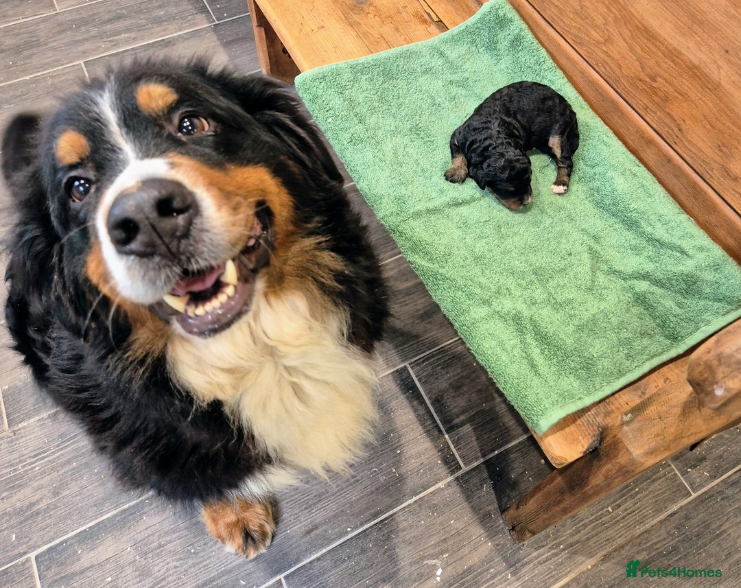 Bernedoodle dogs for sale: F1 Bernedoodle - Image 3