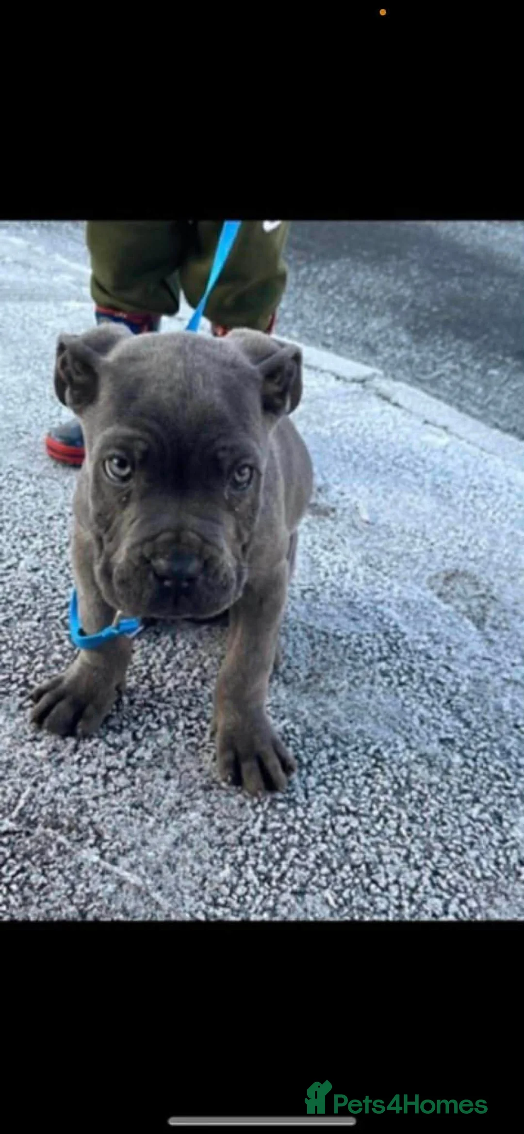 Cane Corso dogs for sale: Cane coseo male 2 and half years old  - Advert 6