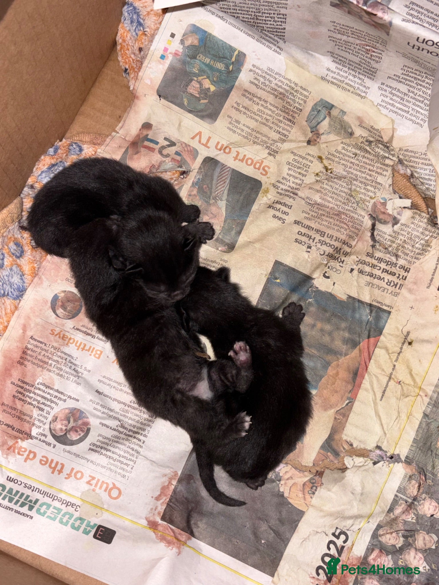 Mixed Breed cats 3 beautiful kittens for sale. - Advert 15