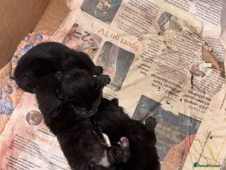 Mixed Breed cats 3 beautiful kittens for sale. - Advert 1
