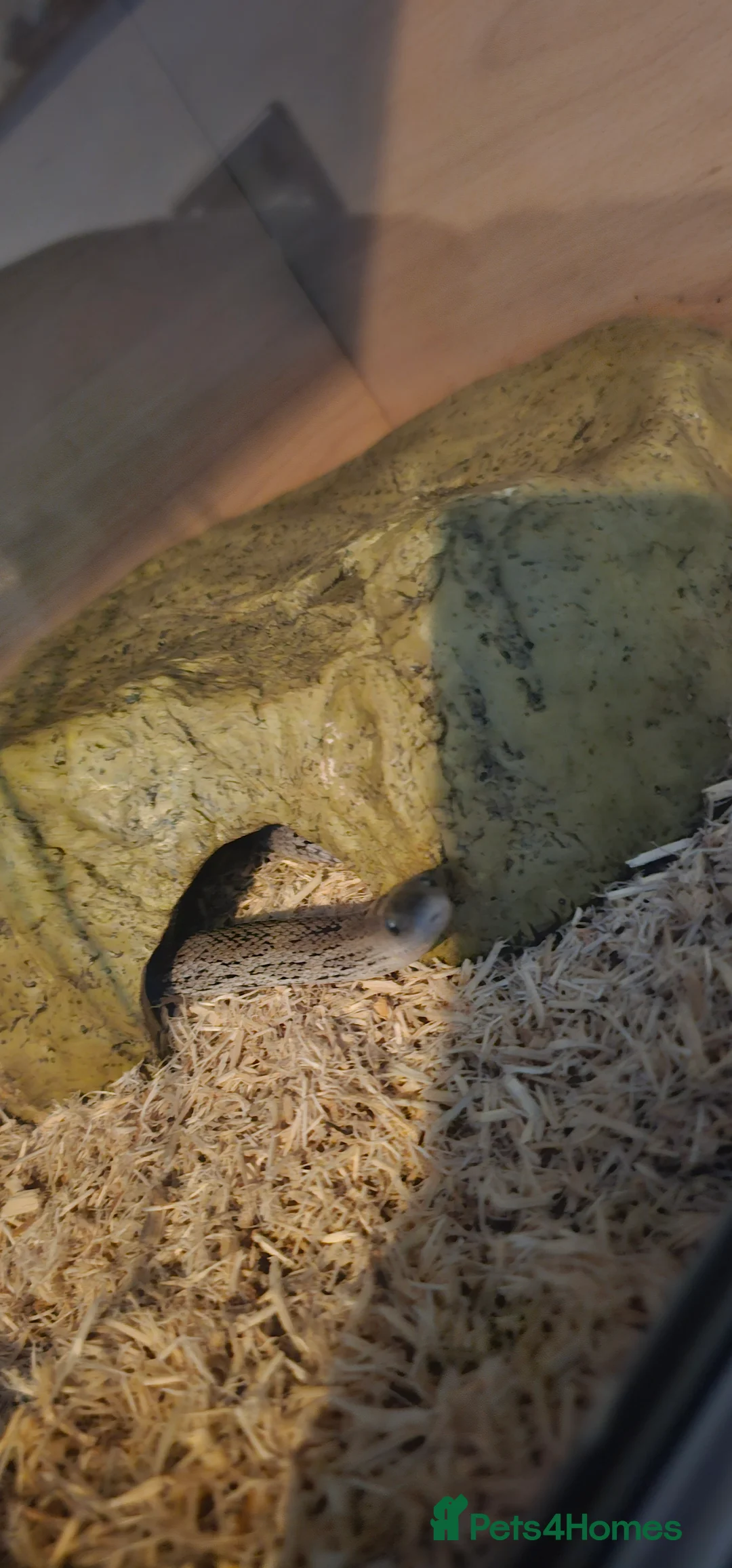 Corn Snake reptiles for sale: Male corn snake  in Lymington - Advert 2