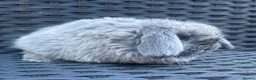 Mini Lop rabbits for sale: Pure bred baby pedigreed mini lops  - Advert 6