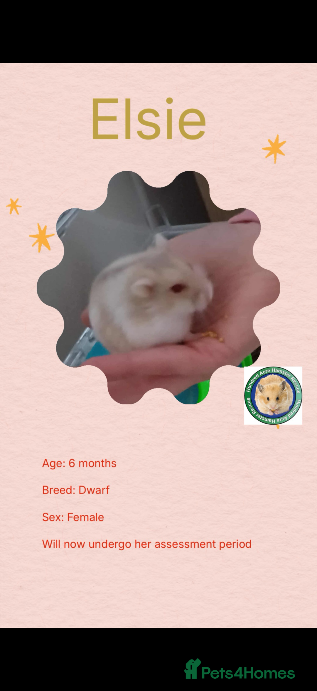 Hamster rodents for sale: Hamsters  - Advert 6