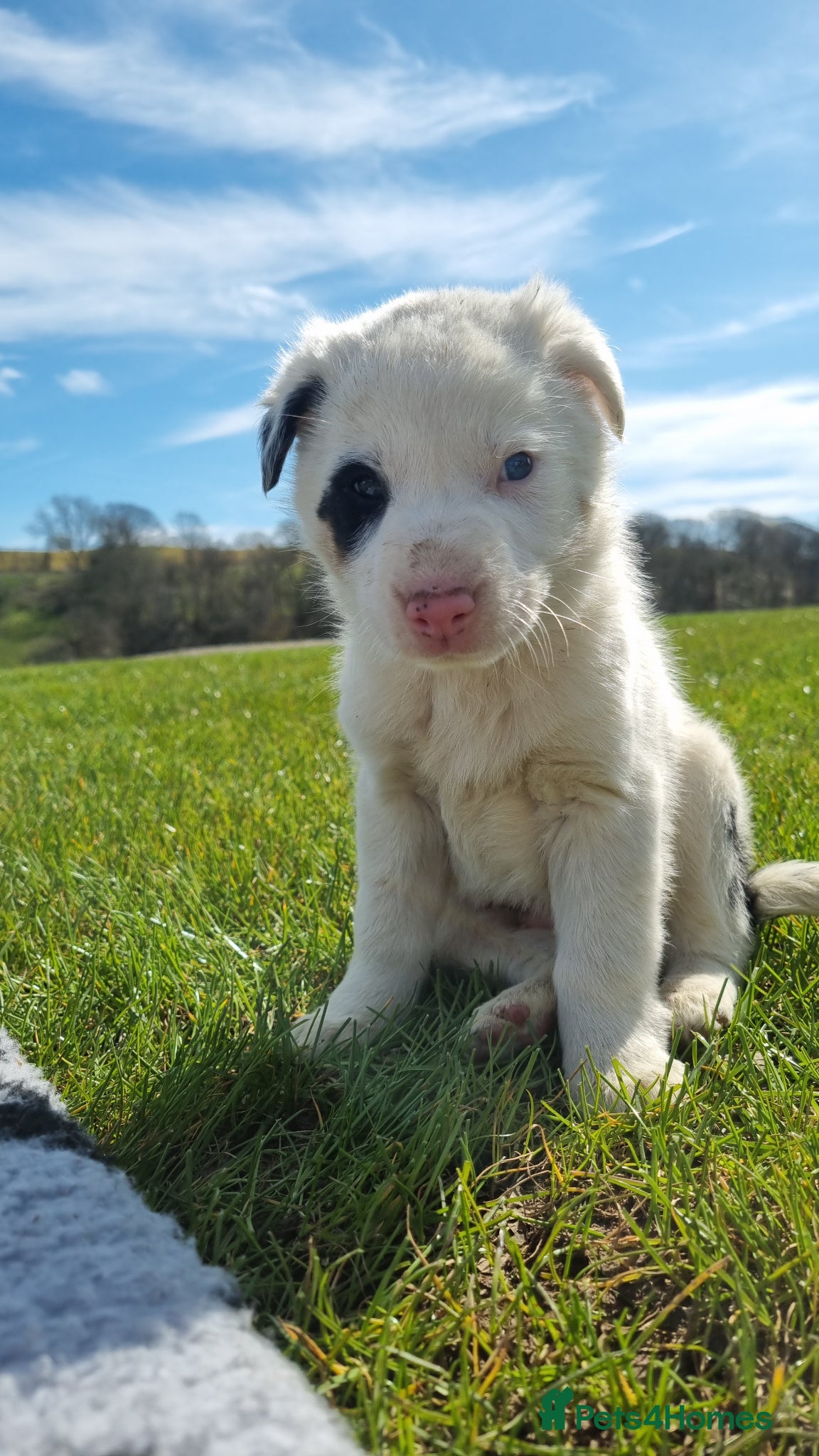 Border Collie dogs *OUTSTANDING border collies* - Advert 5